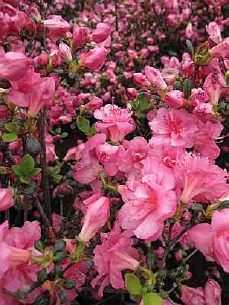 Rhododendron obtusum "Babuschka" 25-30