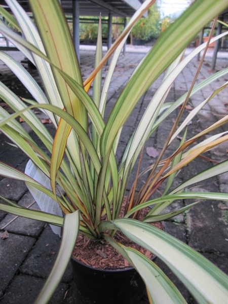 Phormium tenax Cream Delight - Neuseelandflachs Cream Delight -