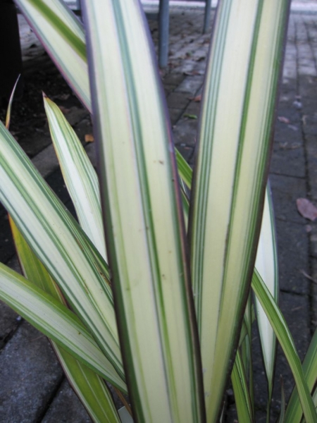 Phormium tenax Cream Delight - Neuseelandflachs Cream Delight -