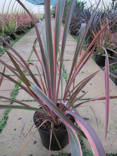 Phormium tenax Joker - Neuseelandflachs -  40-60