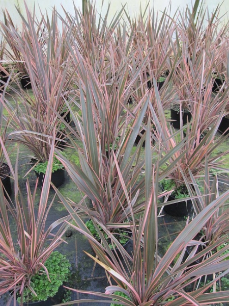 Phormium tenax Rainbow Queen - Neuseelandflachs -  40-60