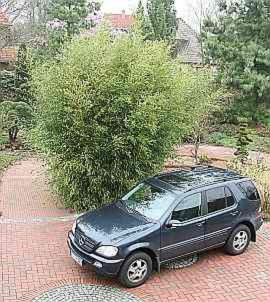 Phyllostachys bissetii - winterharter Riesenbambus - ca. 200-250 cm
