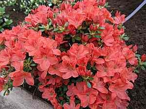 Rhododendron obtusum "Bine" 25-30