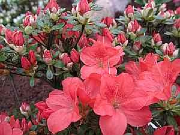 Rhododendron obtusum "Bine" 25-30