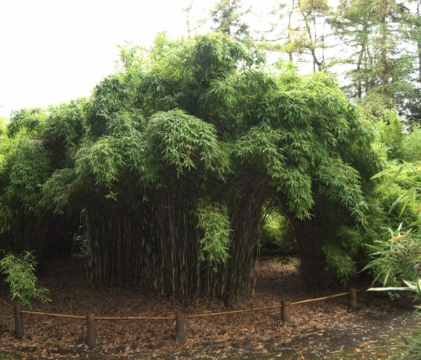 Fargesia murielae Jonny's Gigant Ⓢ  Der gigantische Gartenbambus -  ca. 150-175 cm