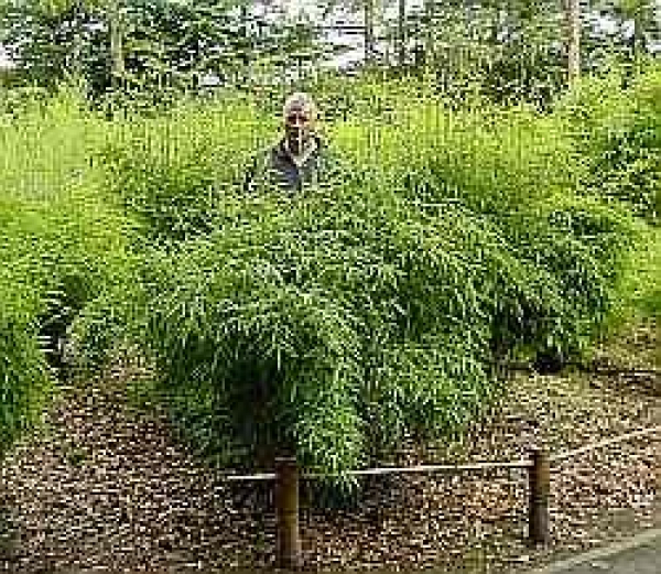 Fargesia murielae Jonny's Gigant - Der gigantische Gartenbambus -  175-200