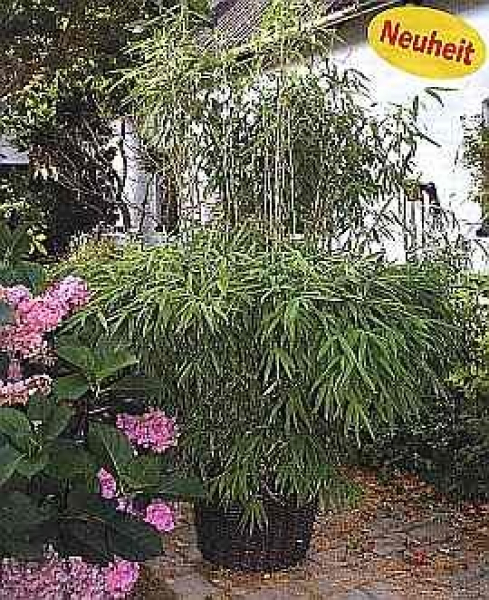 Fargesia murielae Superjumbo - Der Super-Gartenbambus -  175-200