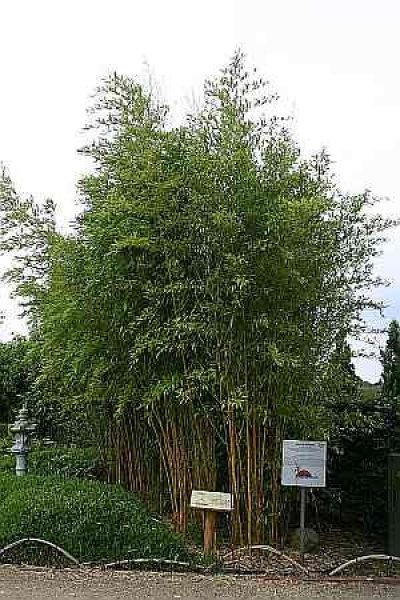 Phyllostachys Aureosulcata Spectabilis - Zickzackbambus - ca. 200-250 cm