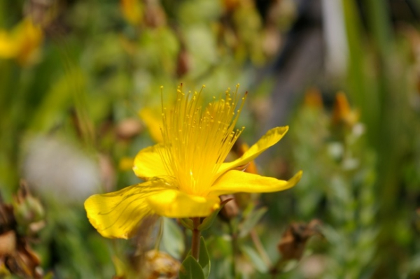 Acaena microphylla Kupferteppich - Kupferrotes Stachelnüsslein -