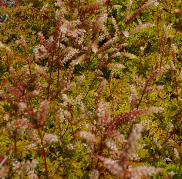 Aruncus aethusifolius - Zwerg-Geißbart -