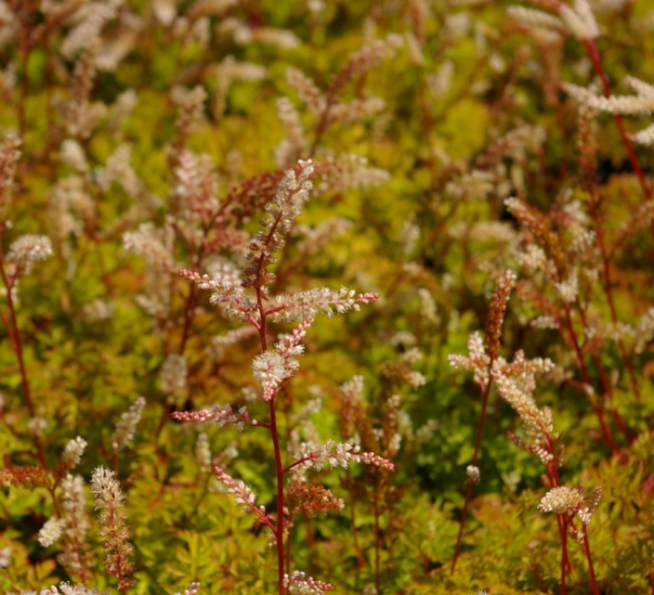 Aruncus aethusifolius - Zwerg-Geißbart -
