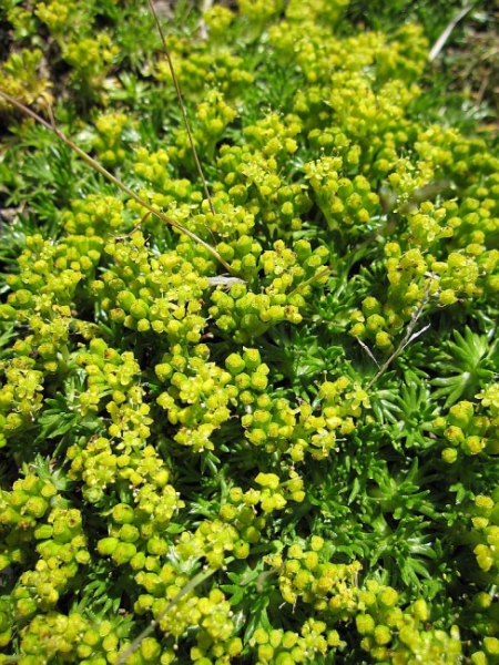Azorella trifurcata Minor - Andenpolster -