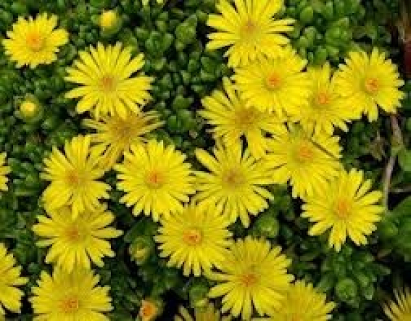 Delosperma deschampsii - Stauden-Mittagsblume -