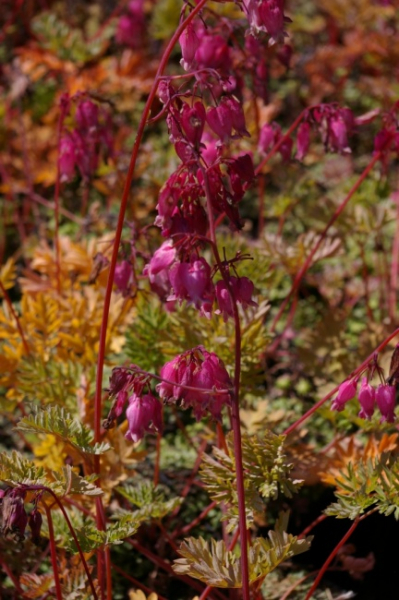 Dicentra formosa Luxuriant - Zwergige Herzblume - Doppelsporn -