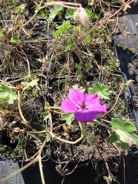 Geranium cinereum var. subcaulescens Purpureum - Grauer Storchschnabel -