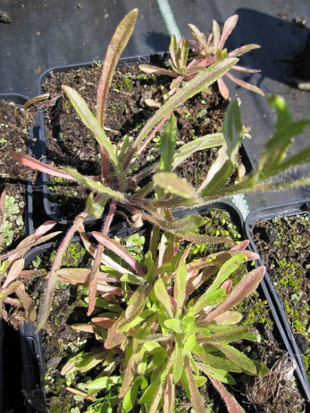 Jasione laevis Blaulicht - Blauköpfchen - Sandglöckchen -