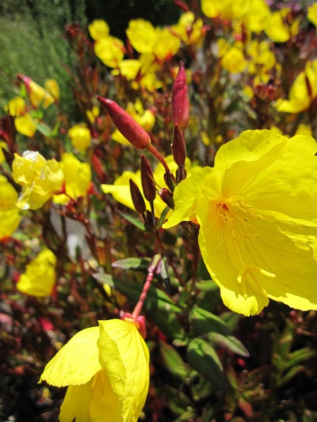 Oenothera tetragona Sonnenwende - Garten-Nachtkerze -