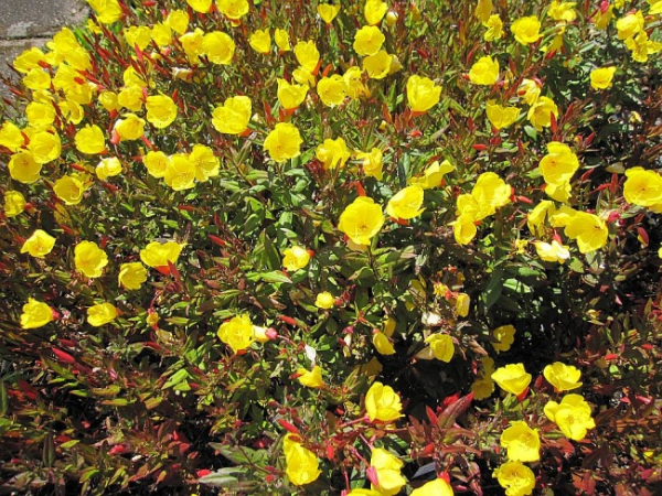 Oenothera tetragona Sonnenwende - Garten-Nachtkerze -