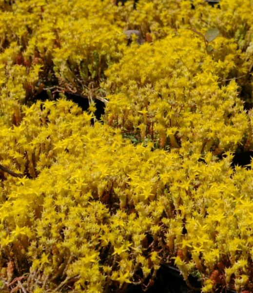 Sedum acre Yellow Queen - Scharfer Mauerpfeffer -