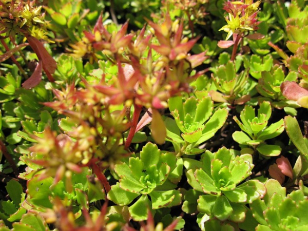 Sedum hybridum Immergrünchen - Sibirische Fetthenne -