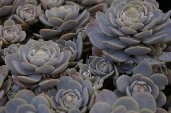 Sedum Orostachys - Chinesische Narrenkappe - Tripmadame