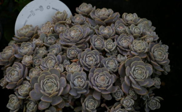Sedum Orostachys - Chinesische Narrenkappe - Tripmadame