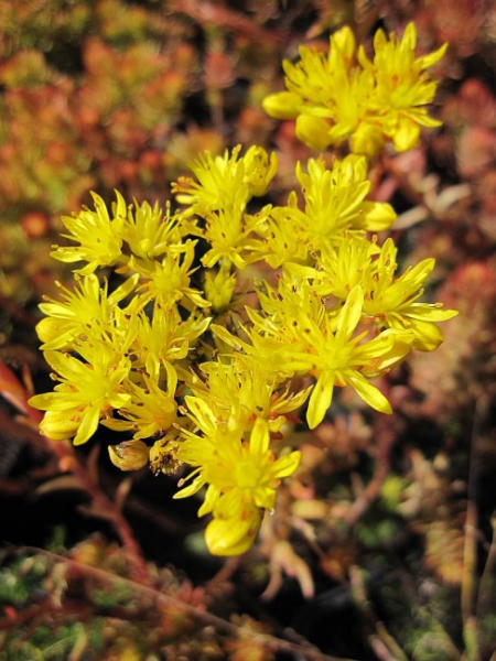 Sedum reflexum Angelina - Nickendes Garten-Fettblatt