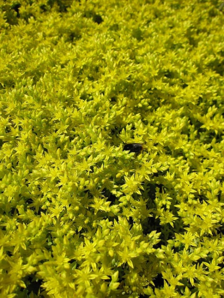 Sedum sexangulare - Milder Mauerpfeffer -