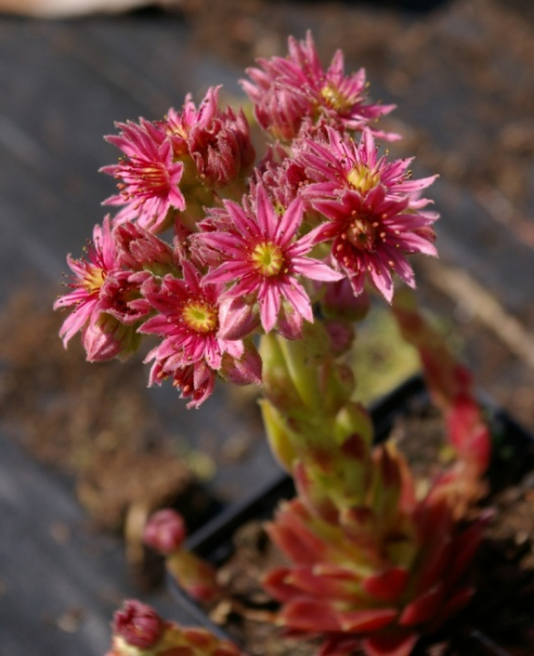 Sempervivum arachnoideum Silberkarneol - Spinnweb-Hauswurz