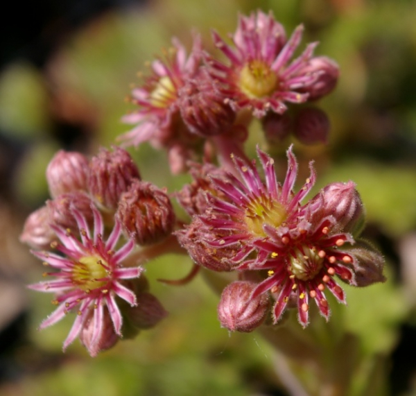 Sempervivum ciliosum ssp. Kindingeri - Hauswurz
