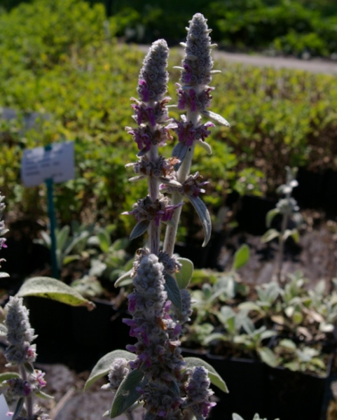 Aconitum napellus - Blauer Eisenhut -
