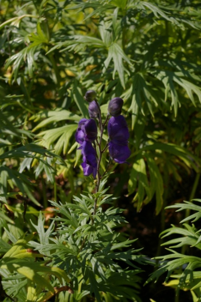 Aconitum napellus - Blauer Eisenhut -