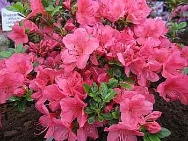 Rhododendron obtusum "Little Red" 25-30