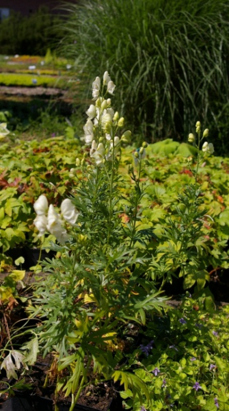 Aconitum napellus Albus Neve - Weißer Eisenhut -