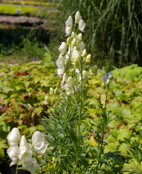Aconitum napellus Albus Neve - Weißer Eisenhut -