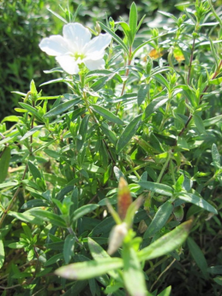 Arenaria montana - Berg-Sandkraut -