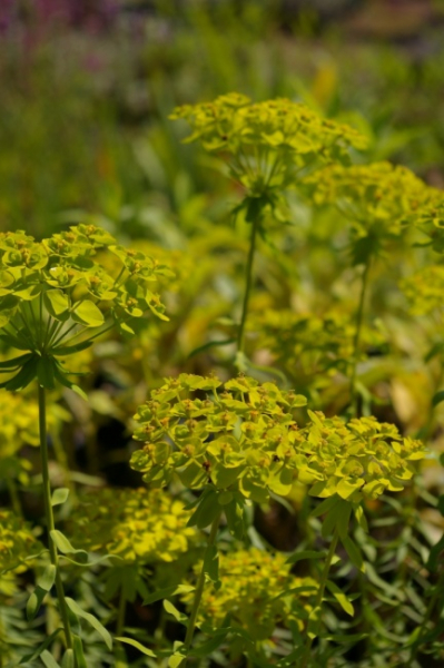 Euphorbia seguieriana - Wolfsmilch