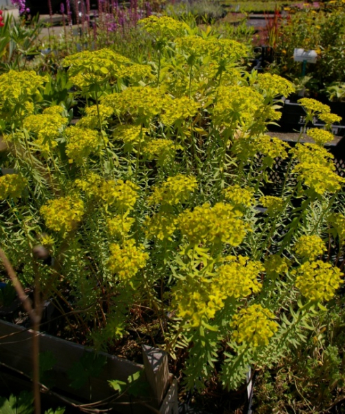 Euphorbia seguieriana - Wolfsmilch