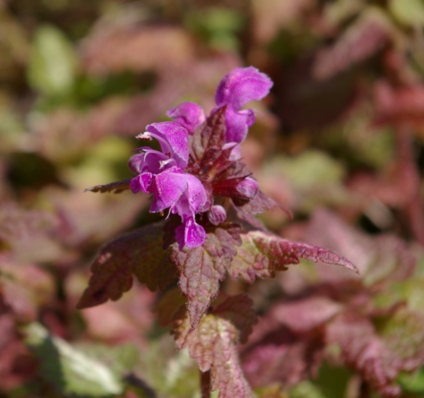 Lamium maculatum - Gefleckte Taubnessel -