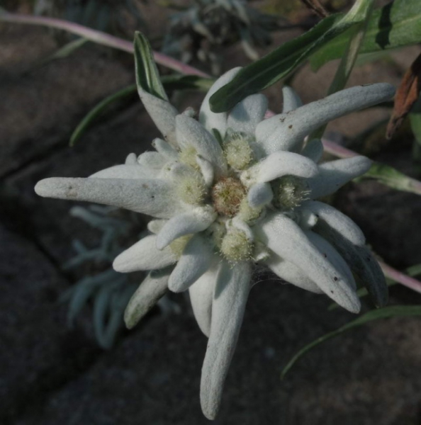Leontopodium alpinum Watzmann - Edelweiss -