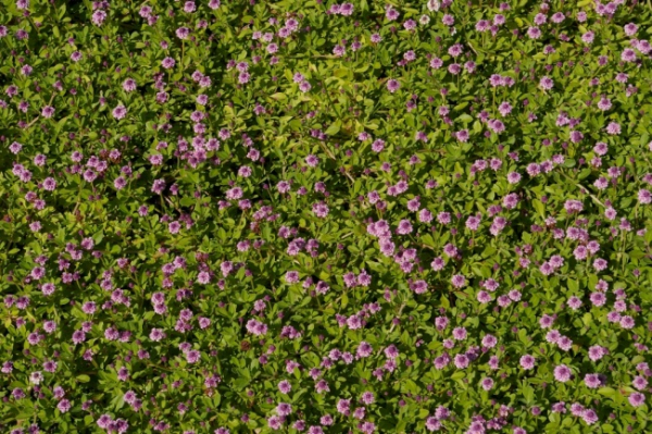 Phyla nodiflora Pink Pompon - Teppichverbene -