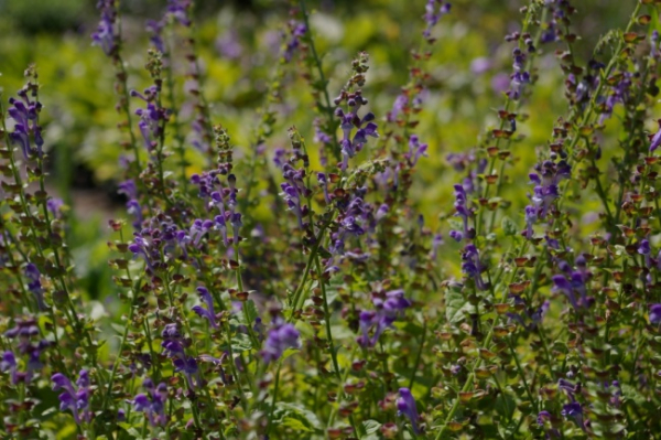 Scutellaria altissima - Hohes Helmkraut -