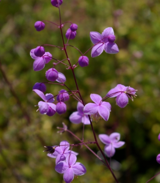 Thalictrum dipterocarpum - Chinesische Wiesenraute -