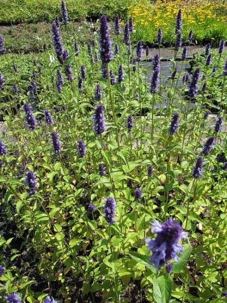 Agastache rugosa Black Adder - Duftnessel -