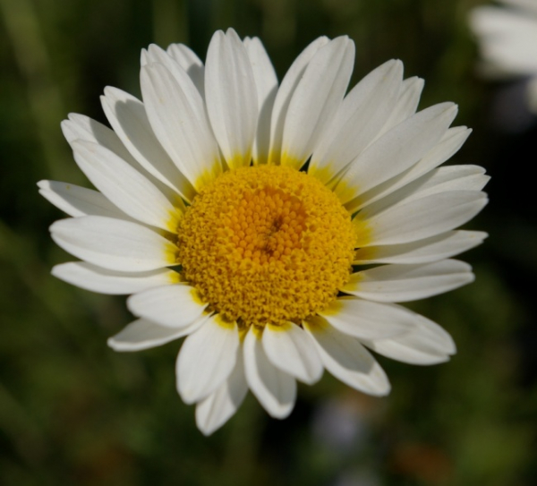 Anthemis tinctoria Sauce Hollandaise - Färber-Kamille -