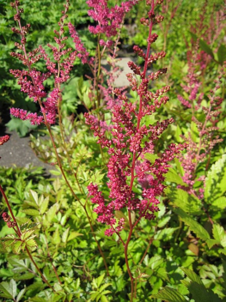Astilbe chinensis var. Pumila - Zwergprachtspiere -