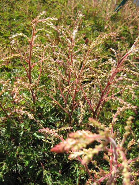 Astilbe glaberrima Sprite - Zwergige Gartenspiere -