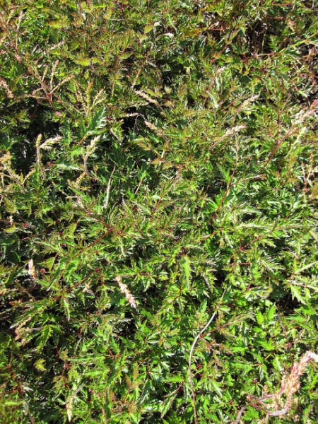 Astilbe glaberrima Sprite - Zwergige Gartenspiere -