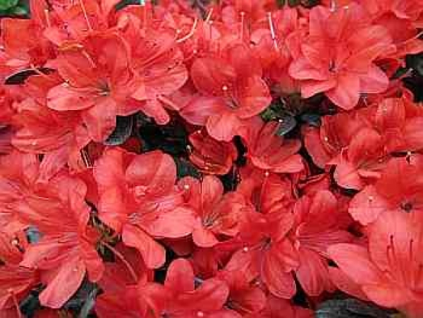 Rhododendron obtusum "Medicante" 25-30