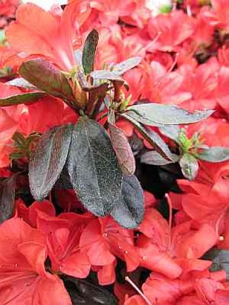 Rhododendron obtusum "Medicante" 25-30